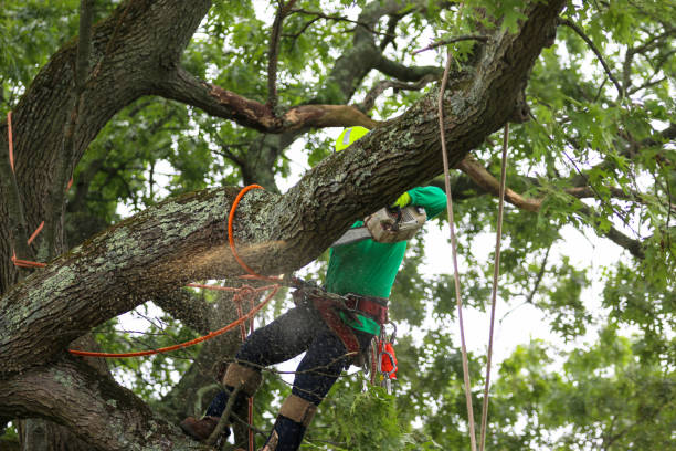 Best Seasonal Cleanup (Spring/Fall)  in Heath, TX