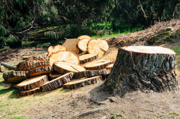 How Our Tree Care Process Works  in  Heath, TX